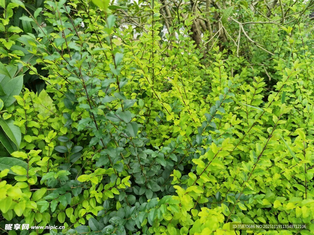 翠绿繁茂的植物景观