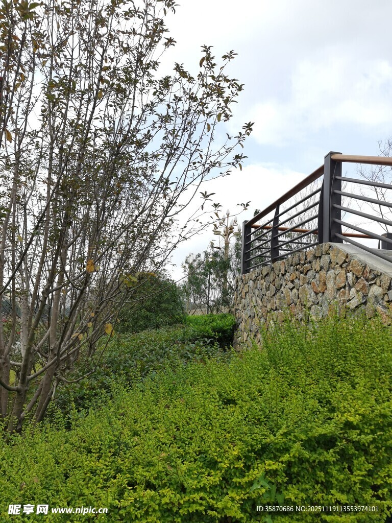 山坡围栏旁的繁茂绿植