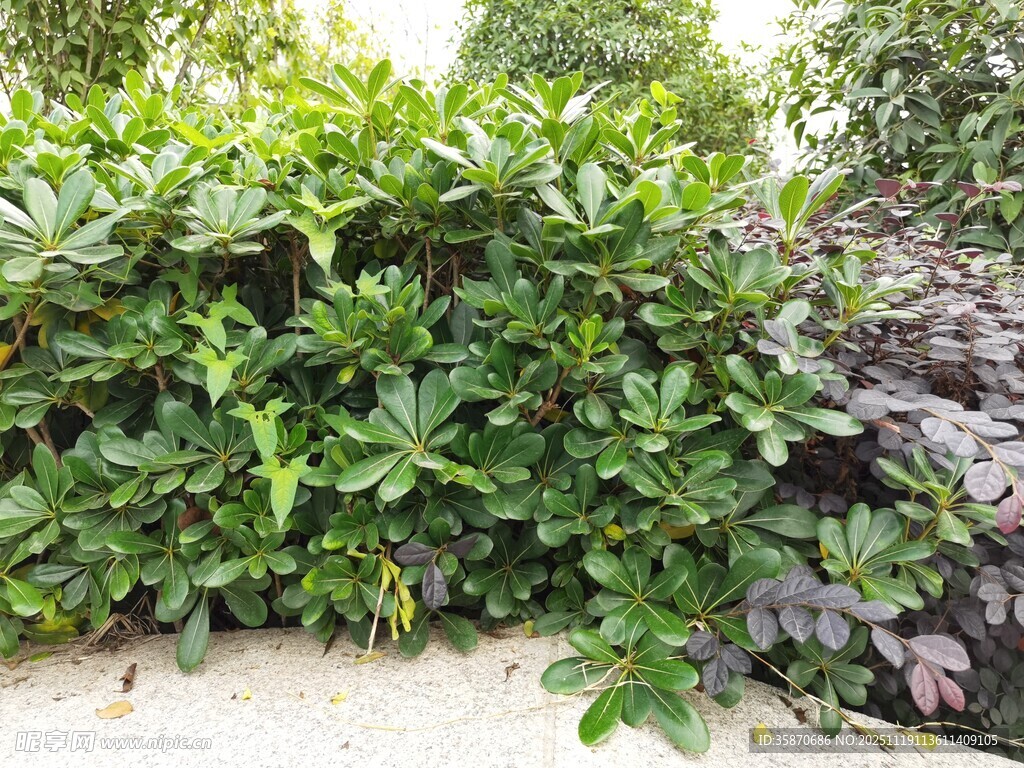 绿叶簇拥的繁茂植物景观