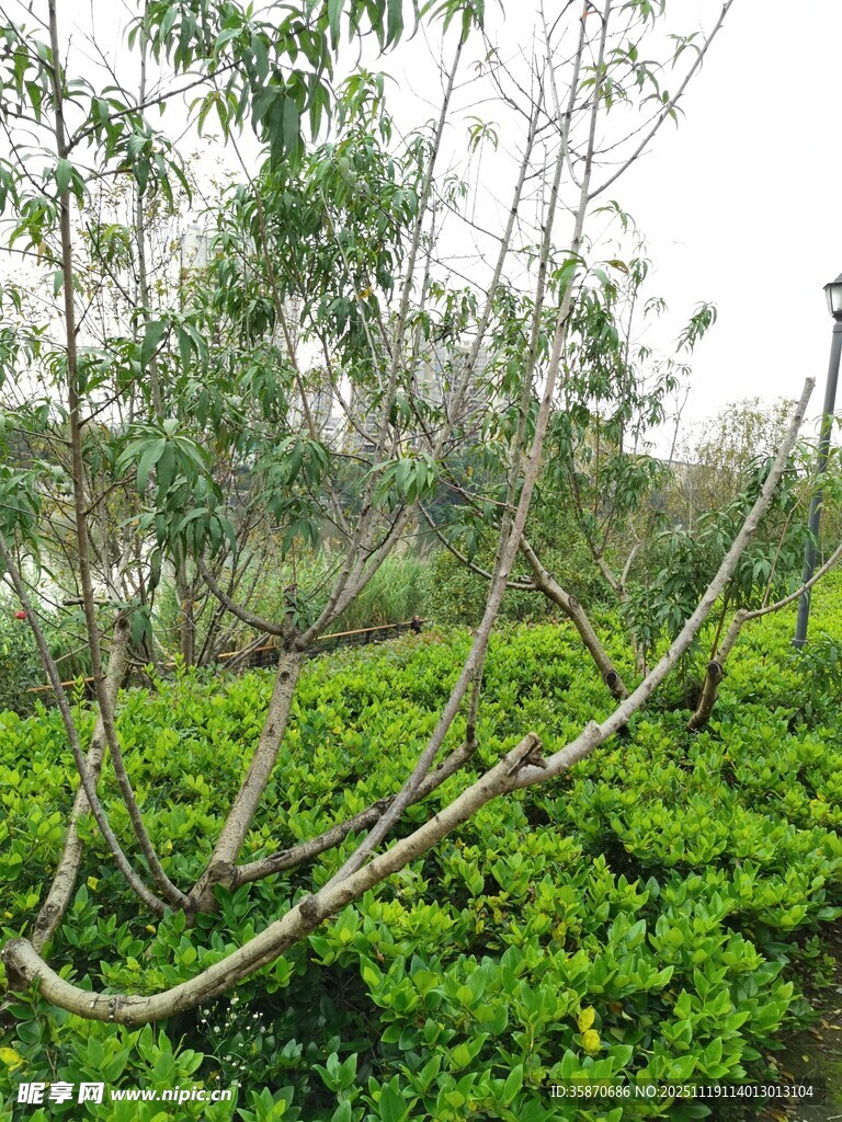 绿意盎然的繁茂植物景观