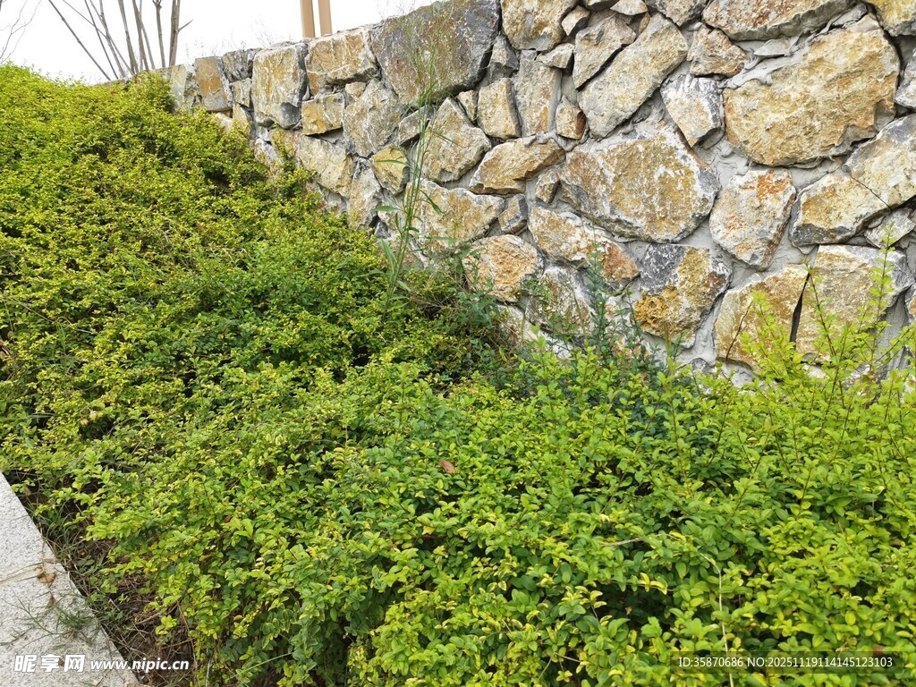 石墙边的翠绿植物景观