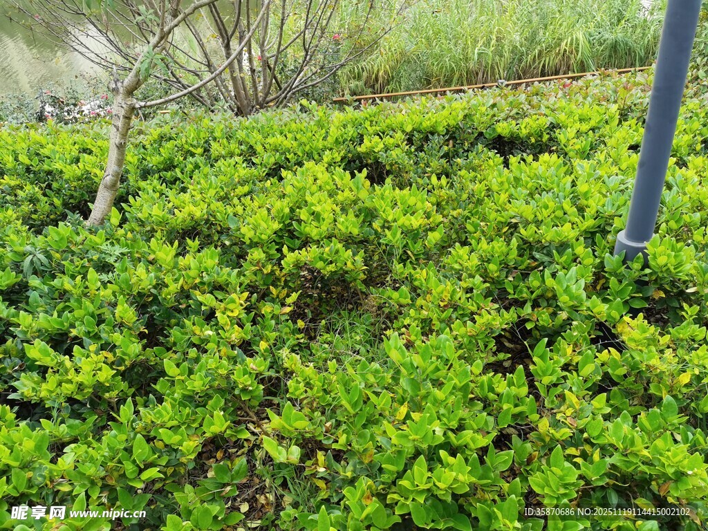 绿意盎然的繁茂植物景观