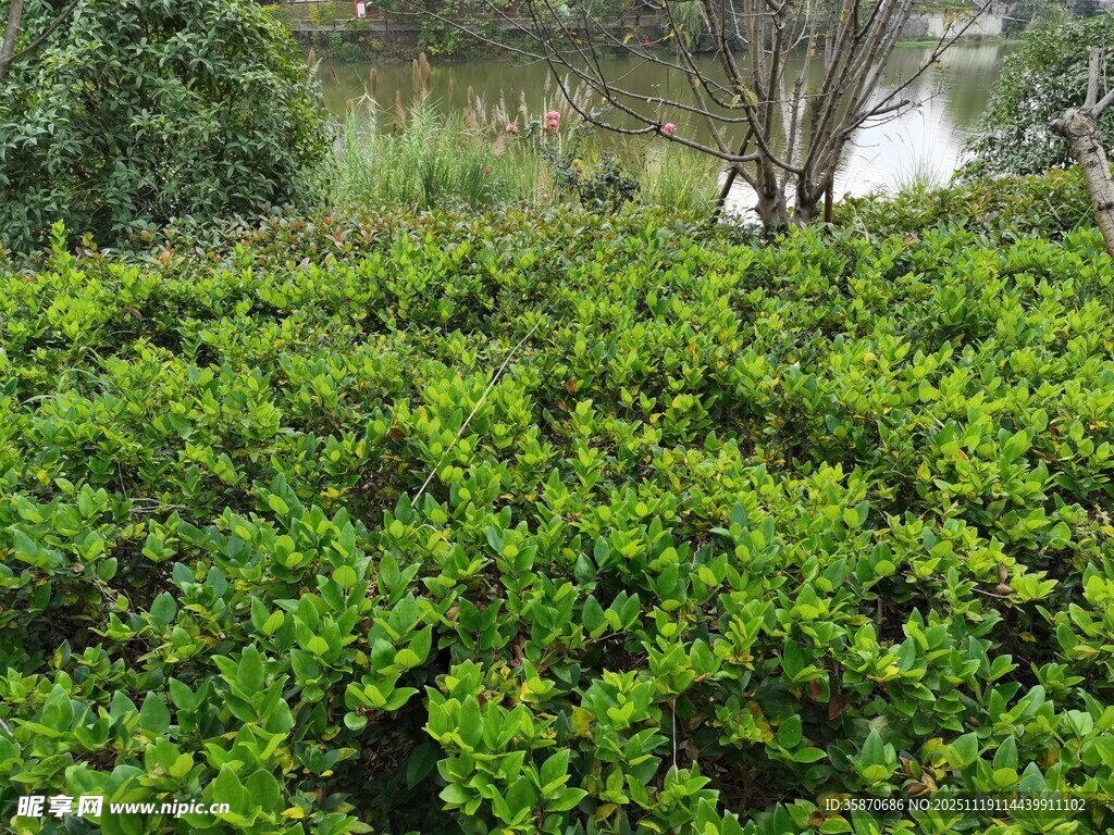 茂密绿植景观