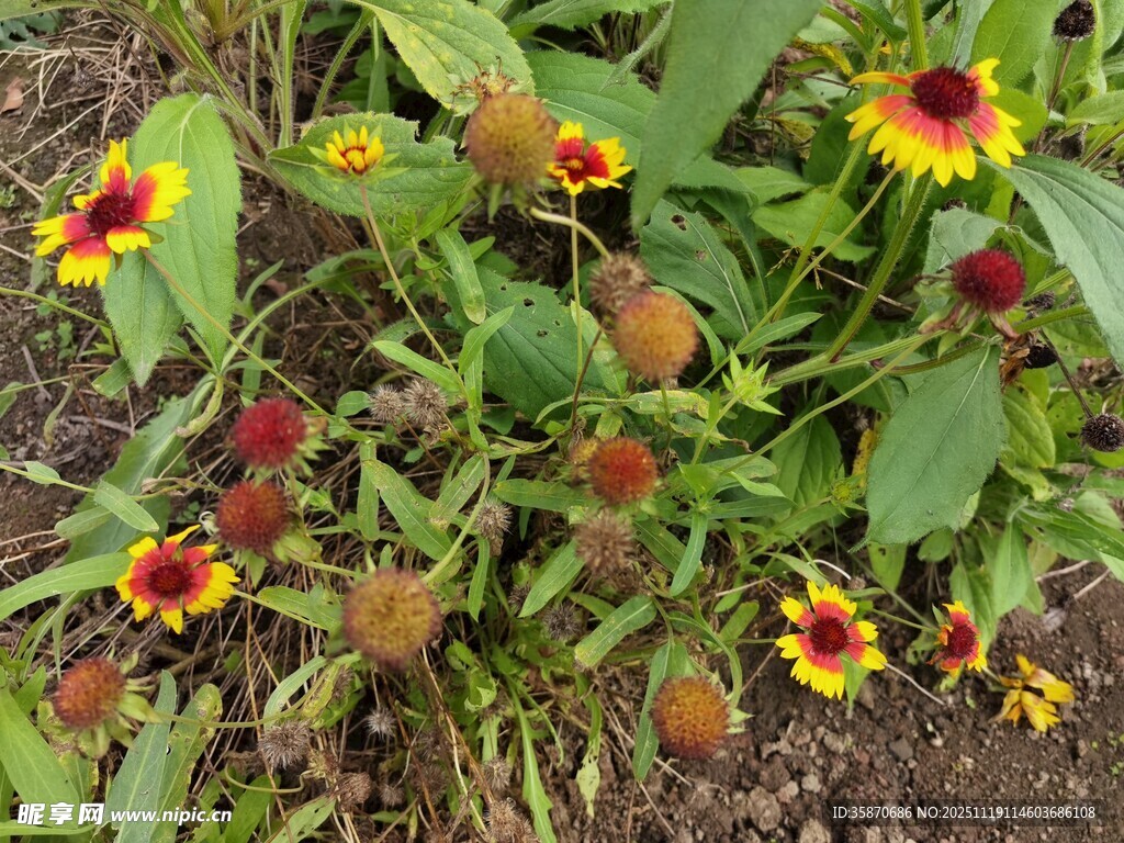 多彩黑心菊绽放于绿地
