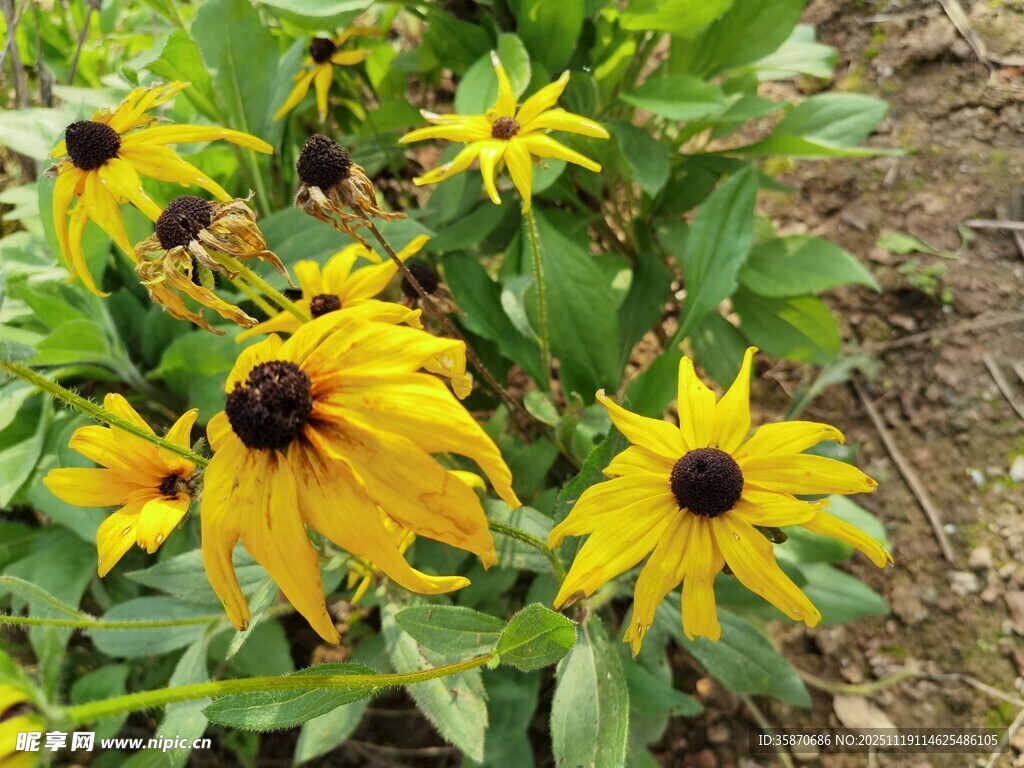 黄色黑心菊绽放于绿地