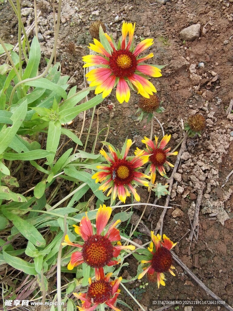 野外艳丽天人菊绽放