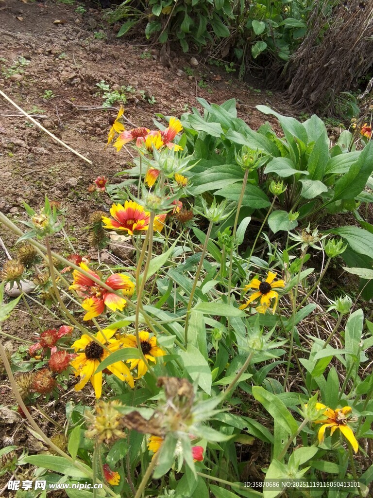 多彩野花绽放于绿意间