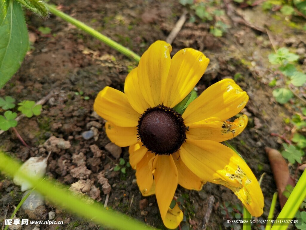 黄色黑心菊特写