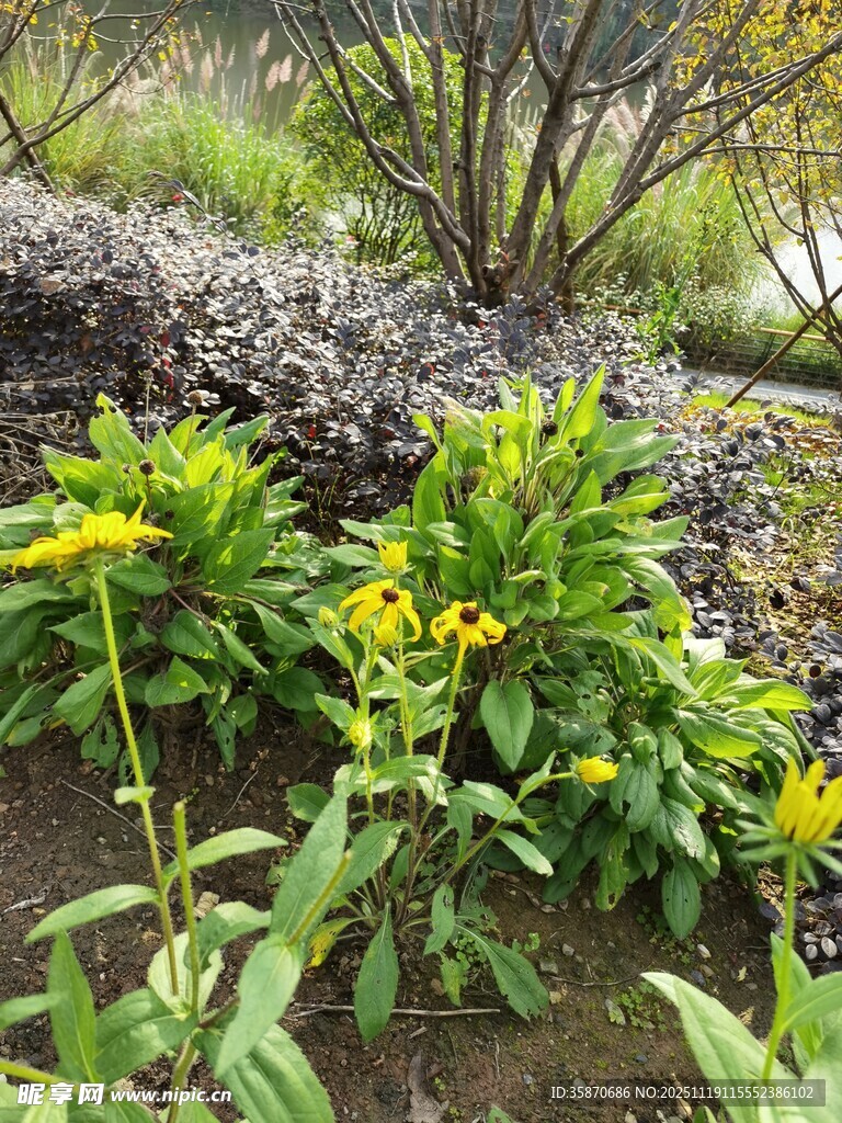 山坡上绽放的黄色野花