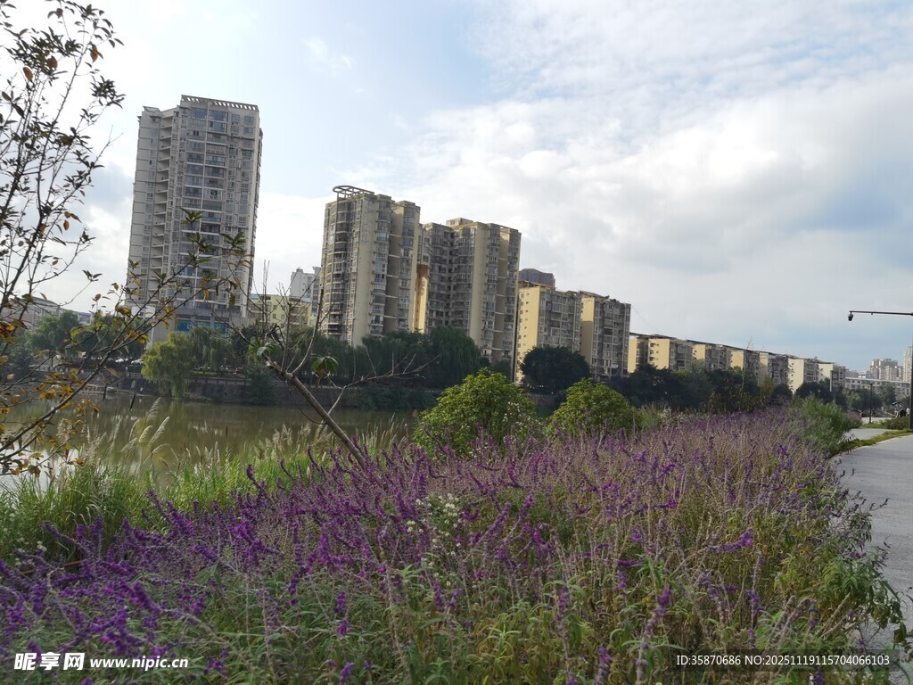 城市边的紫色花海景观