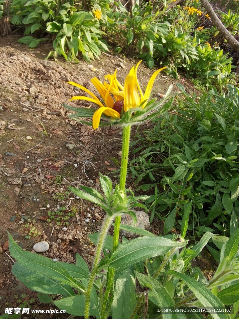 黄色单株野花绽放