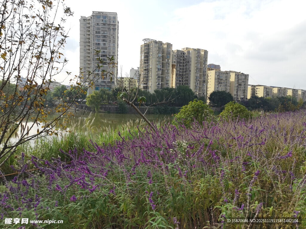 城市边的紫色花草景观