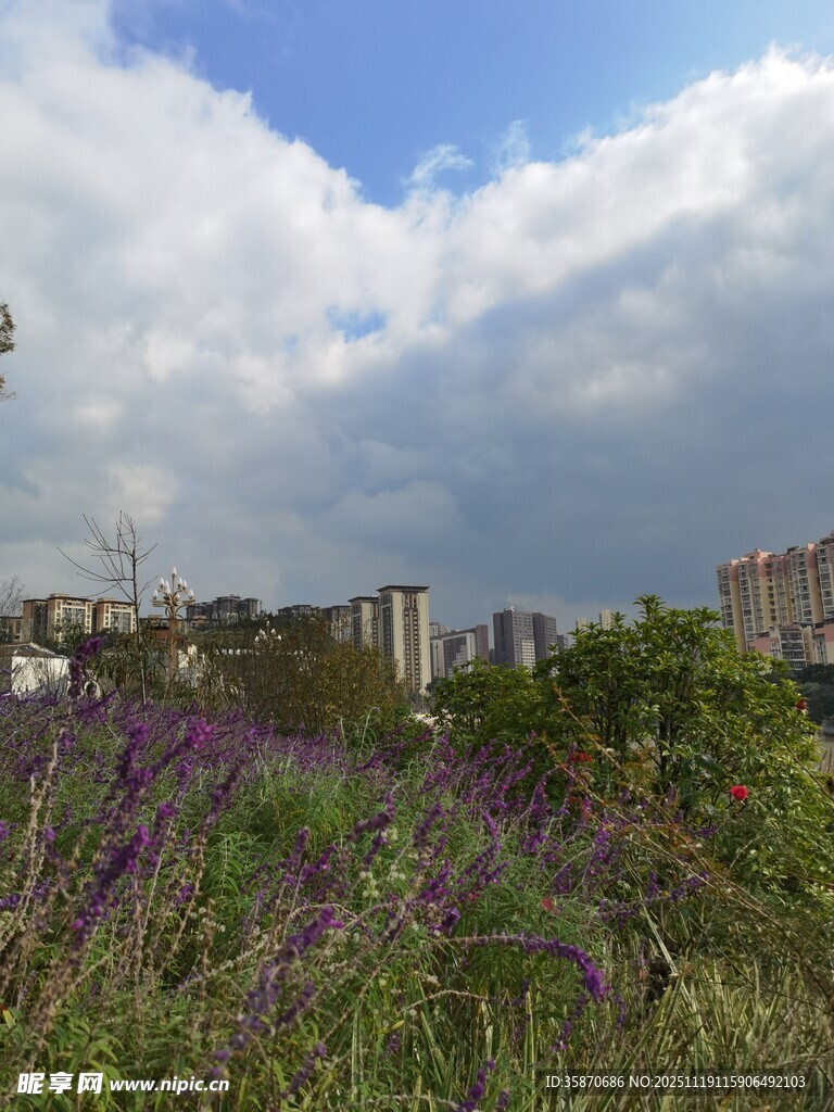 城市边的花草与蓝天白云