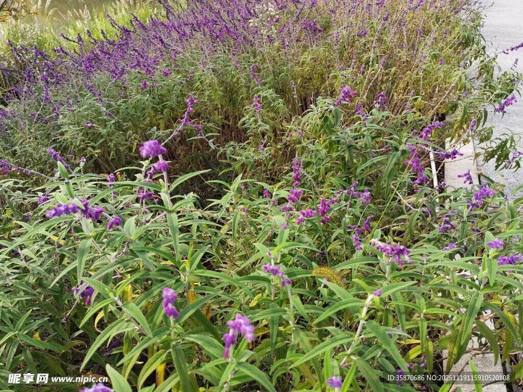 紫色花卉植物景观