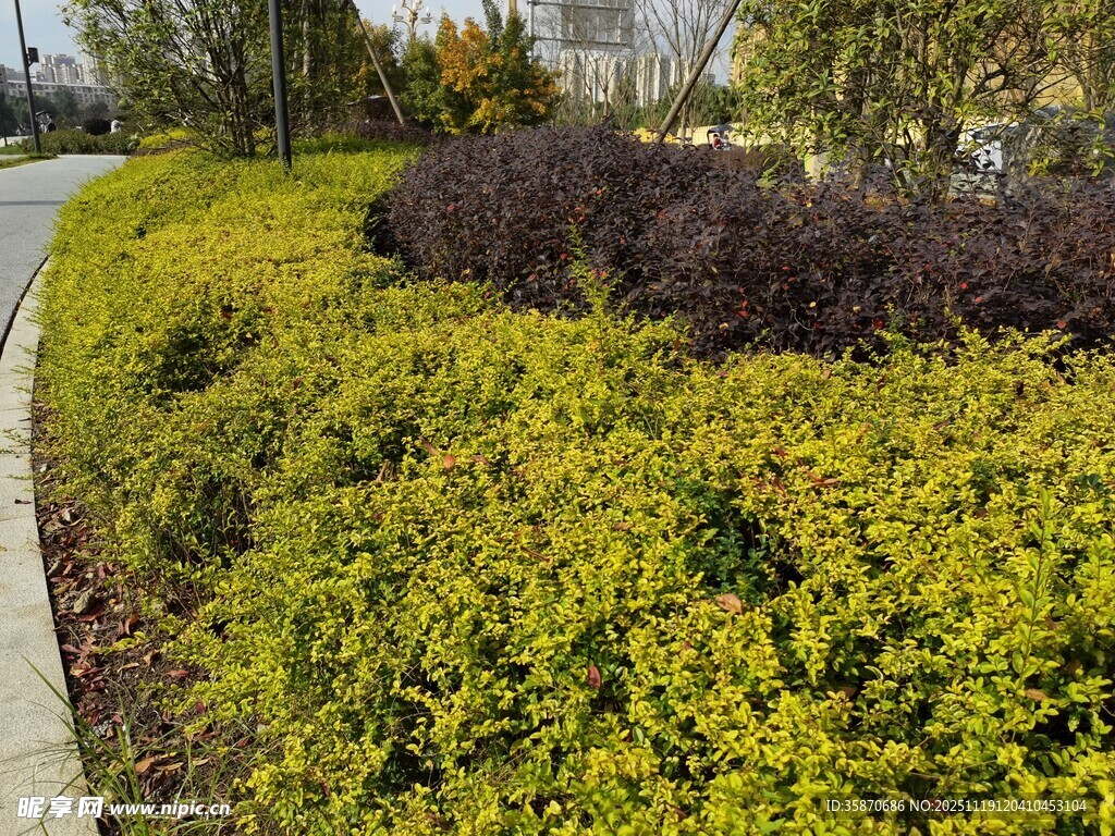 路边多彩灌木丛景观