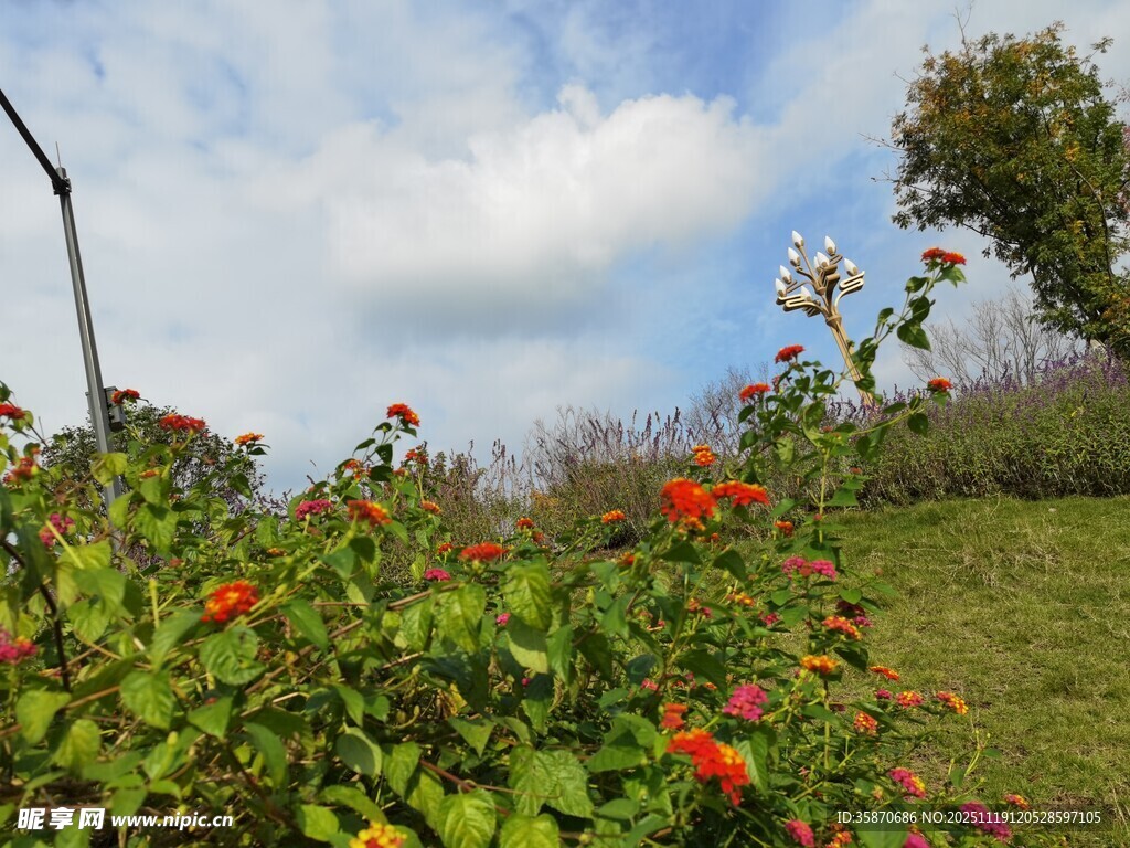 蓝天绿草间的鲜艳花卉
