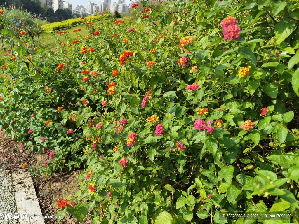 多彩花卉装点的美丽花境