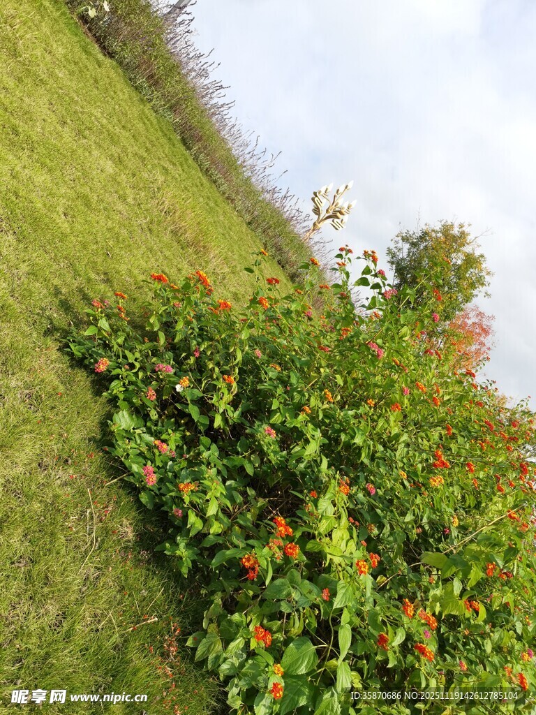 山坡上的绿植与鲜艳花朵