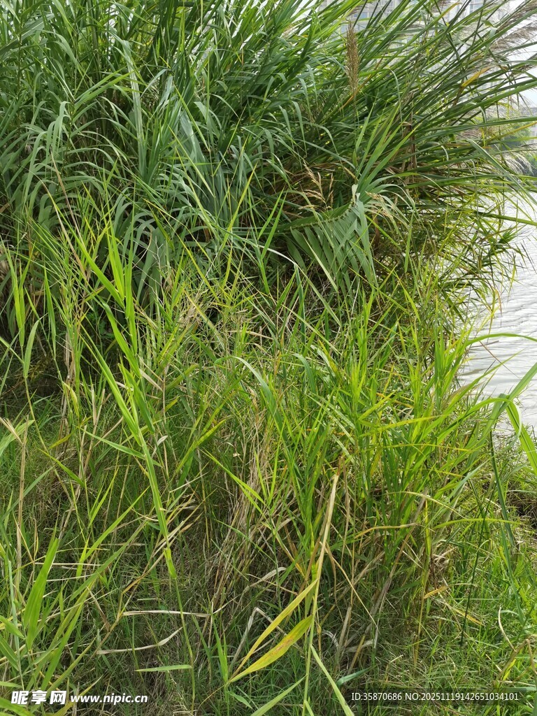 岸边茂盛的绿色水生植物