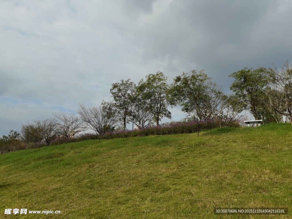 草原上的树木与阴沉天空