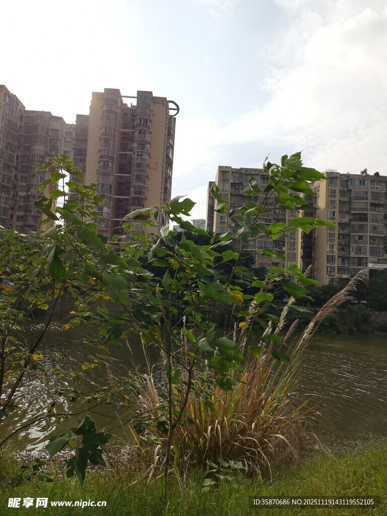 城市河畔的建筑与绿植