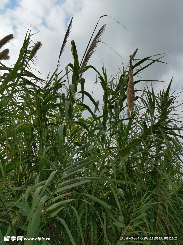 田野中的绿色芦苇植物