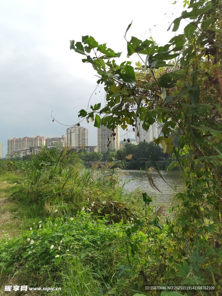 河畔绿植与远处高楼景观