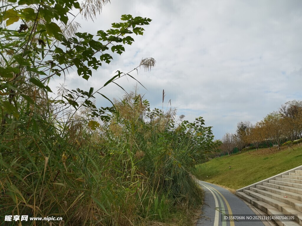 蜿蜒小路旁的繁茂绿植