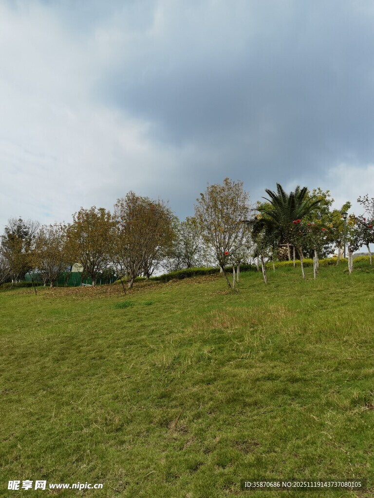 广阔绿草地与远处树木