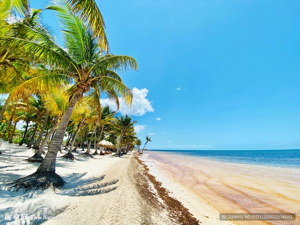 热带海滩椰林美景