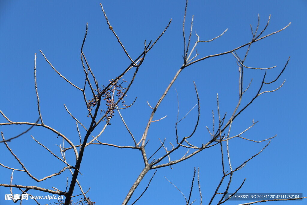 蓝天映衬下的光秃树枝