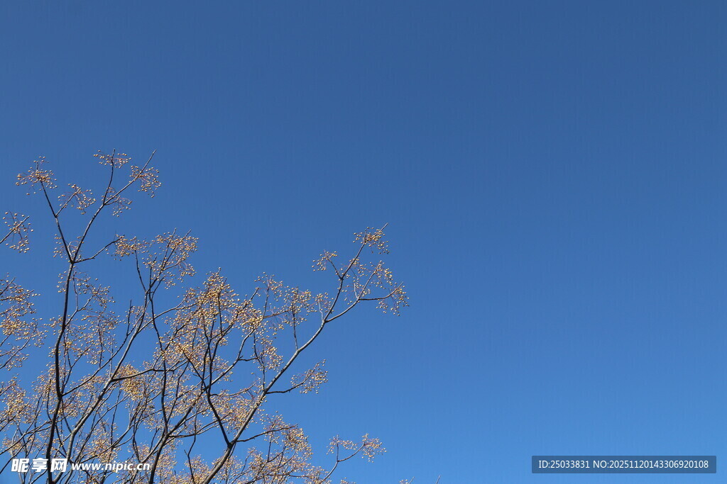 蓝天映衬下的光秃树枝