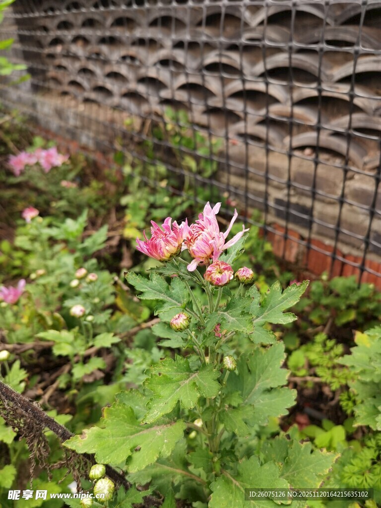 墙边绽放的粉色美丽花卉