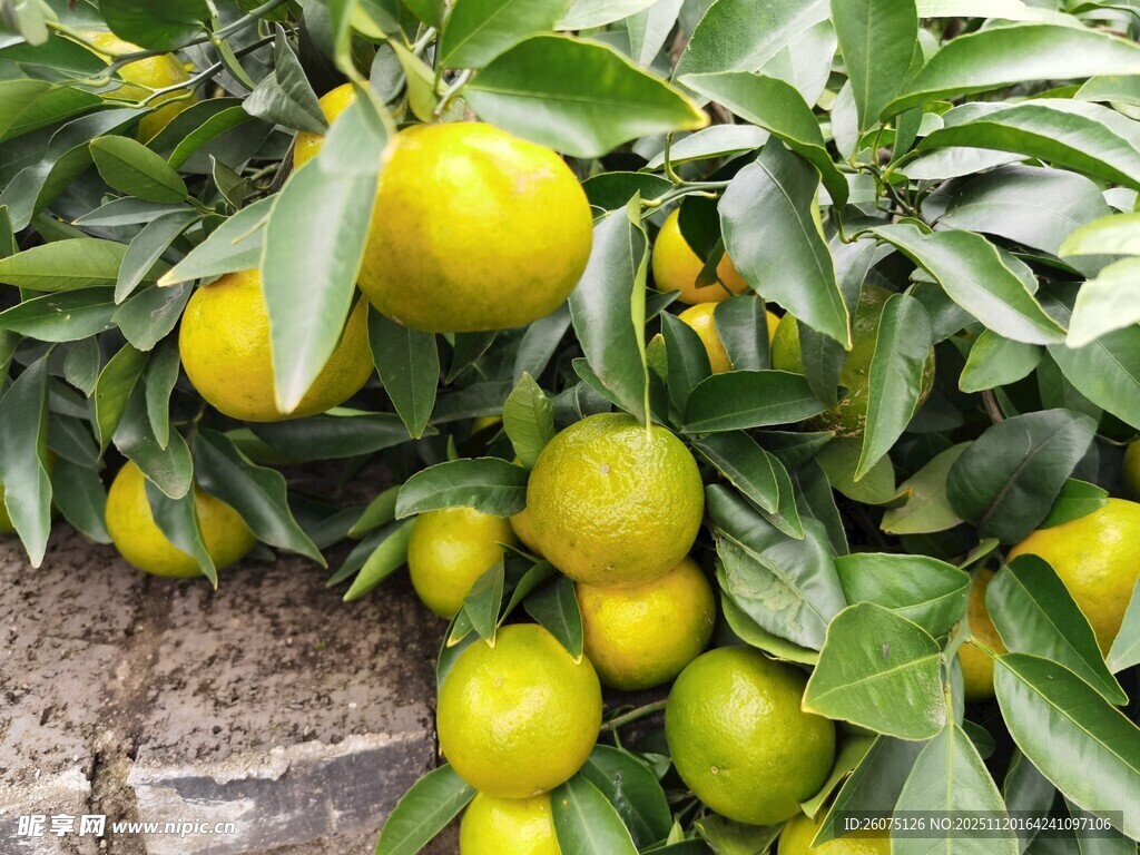 枝头挂满鲜绿柑橘