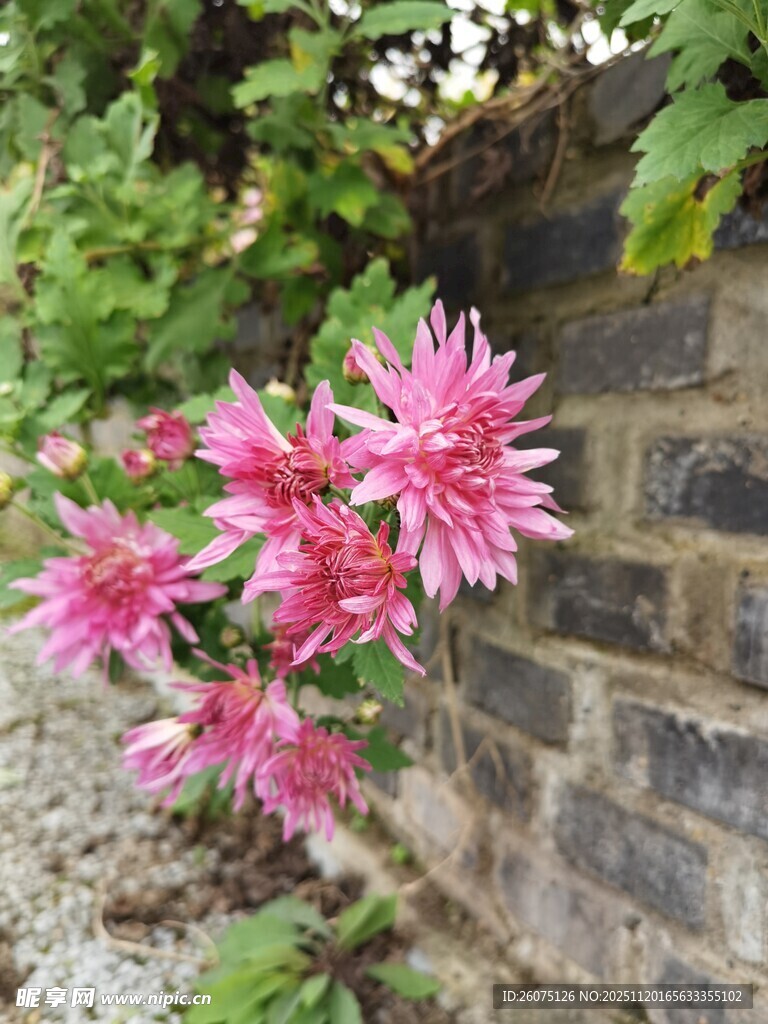墙边绽放的粉色大丽花