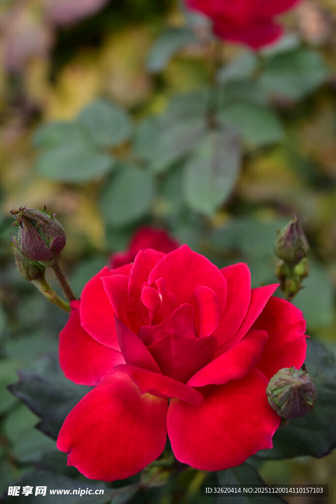 娇艳红玫瑰绽放