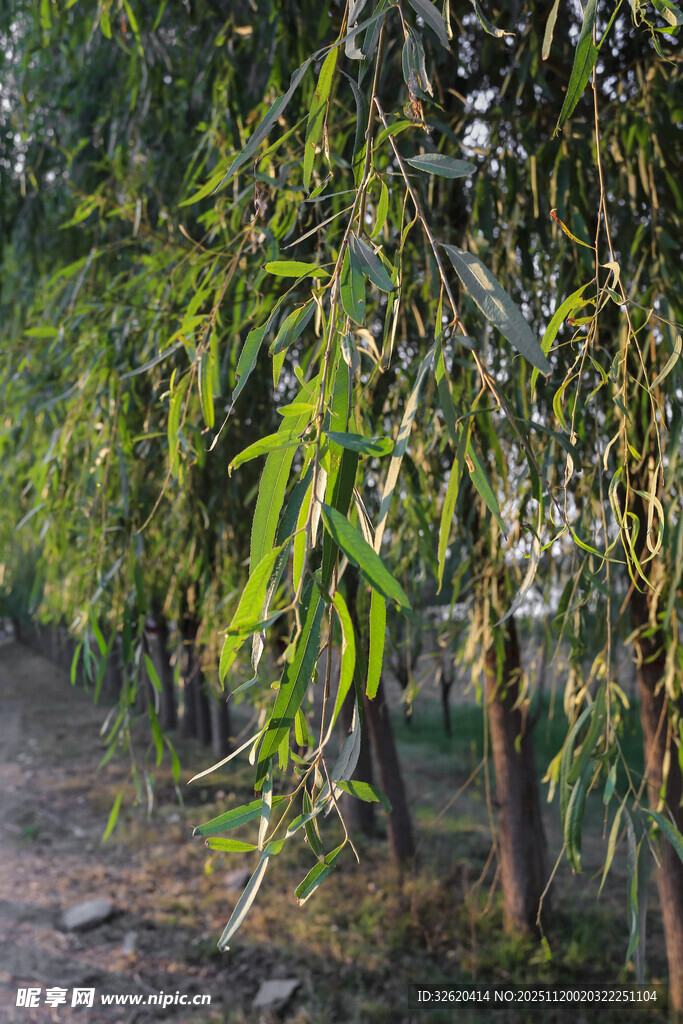 翠绿柳枝低垂的林间景象