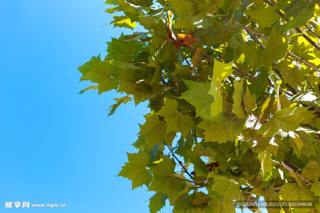 阳光下的翠绿树叶