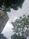 仰视高楼与绿树