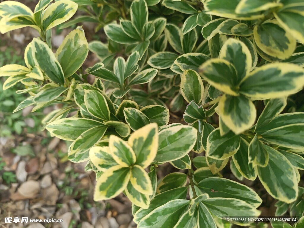 黄绿相间叶片的植物