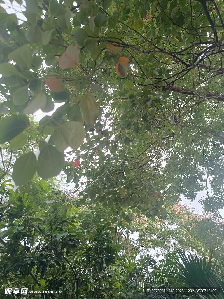 仰视茂密枝叶间的天空