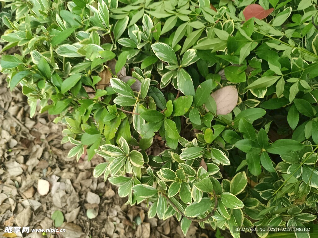 绿叶丛中的粉嫩花朵