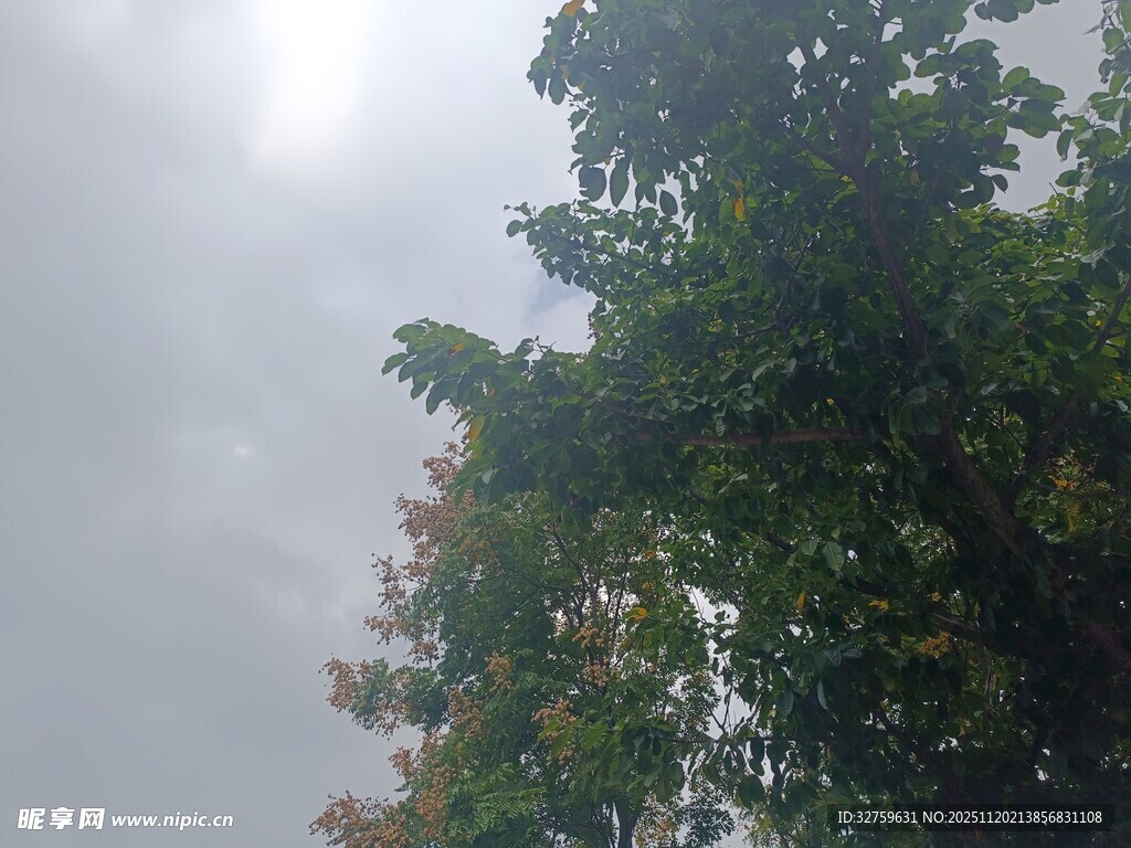 仰视绿树与阴沉天空