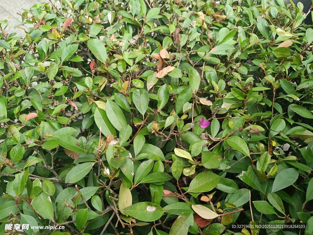 绿叶繁茂的植物景观