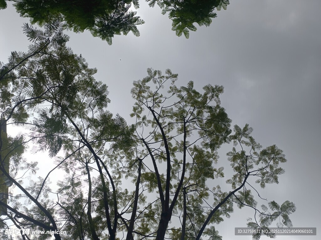 阴天里的树梢景象