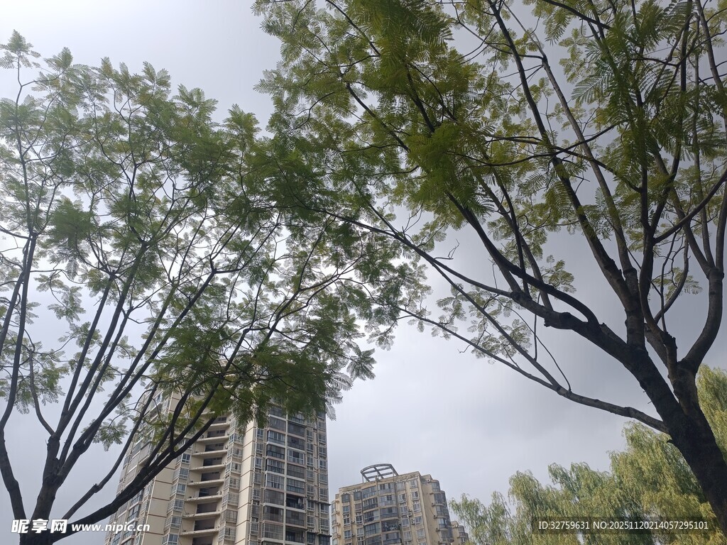 城市中林立树木与高楼