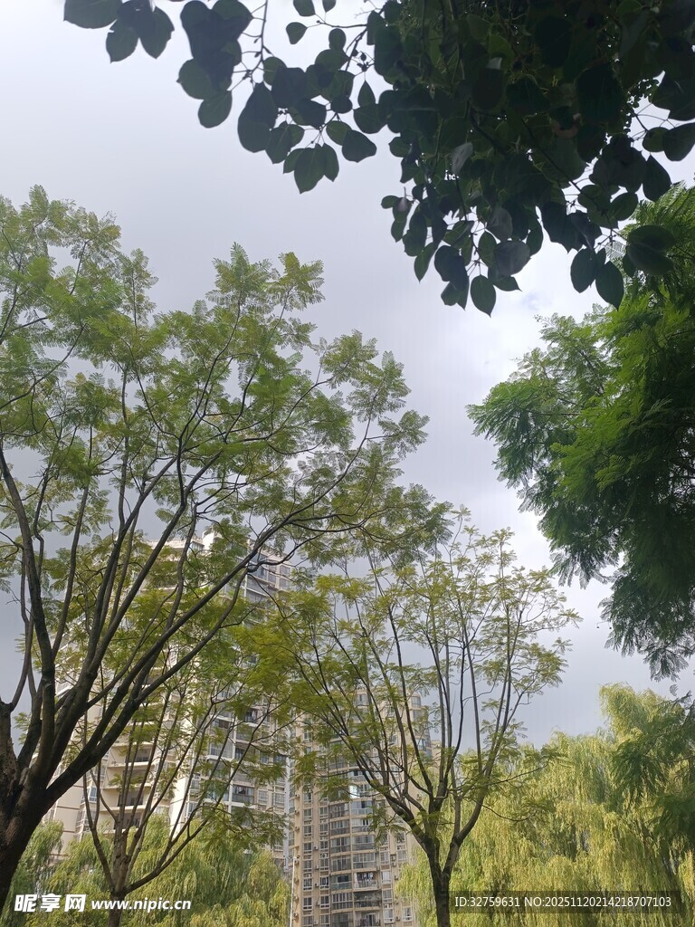 绿树掩映下的高楼景观