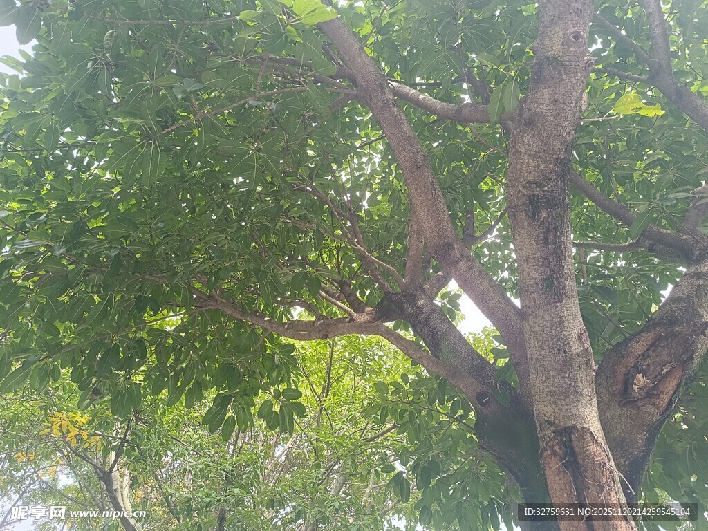 繁茂大树的枝干与绿叶