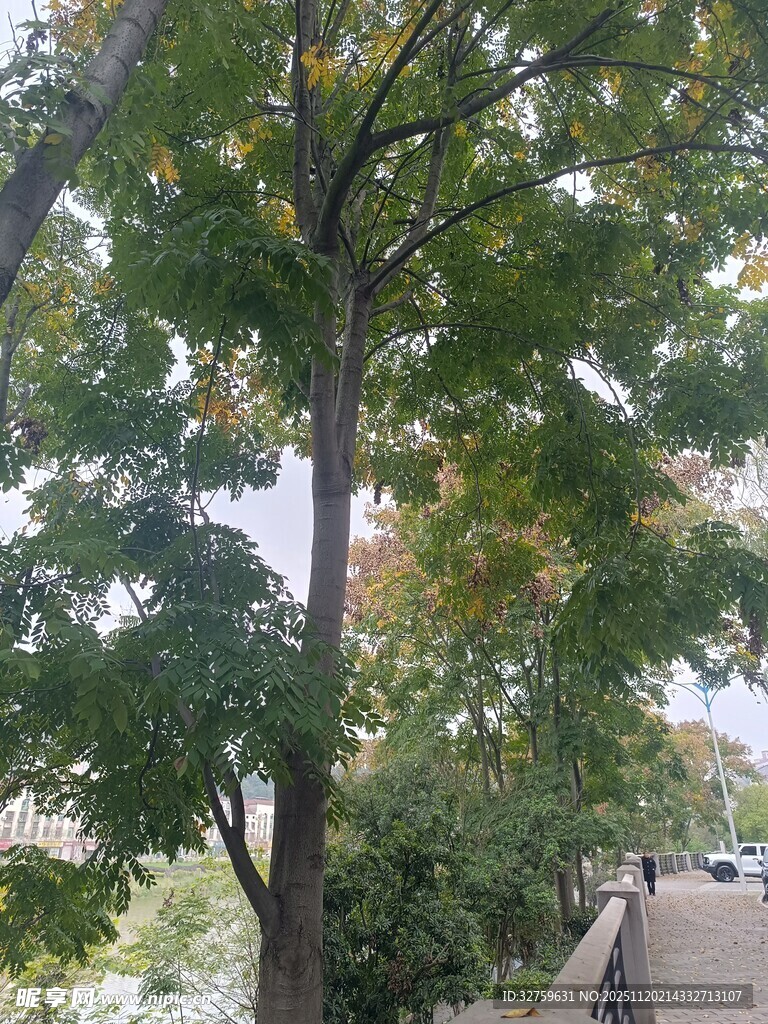 秋日路旁绿树风景