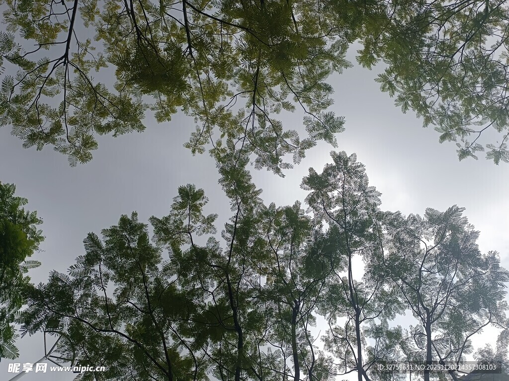 仰视茂密绿树树冠